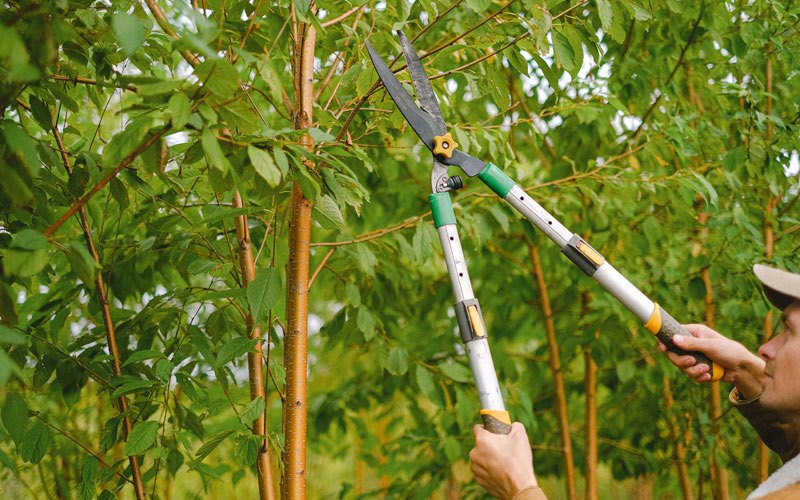 Tree trimming in Essex, IA